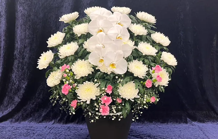 菊花 19,800円(税込)の商品見本