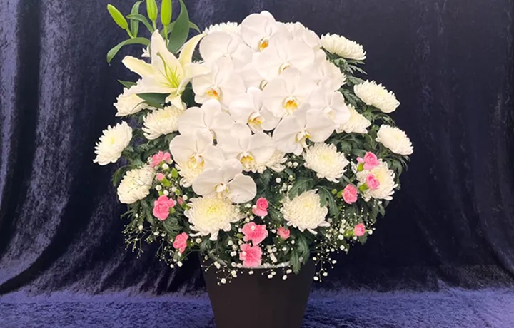 菊花 26,400円(税込)の商品見本