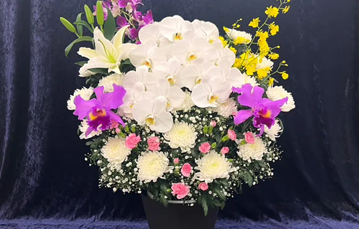 菊花 33,000円(税込)の商品見本